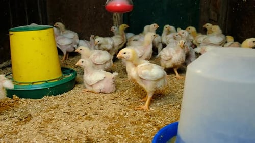 Broiler Chickens in the Chicken Coop Selective Focus