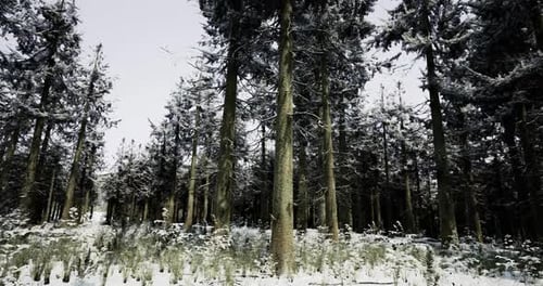 Winter Forest Landscape with Snow Covered Trees Capturing Serene Beauty