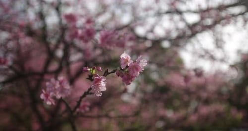Extreme close up of pink cherry blossoms in Brazil