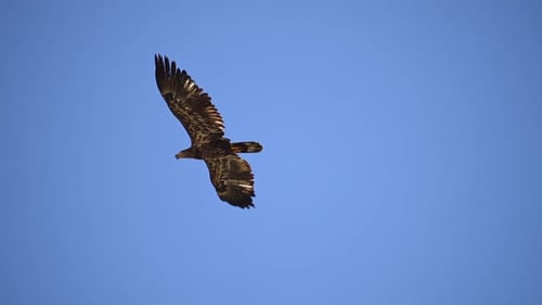 Jugendlicher Weißkopfseeadler fliegt über Utah durch den Himmel