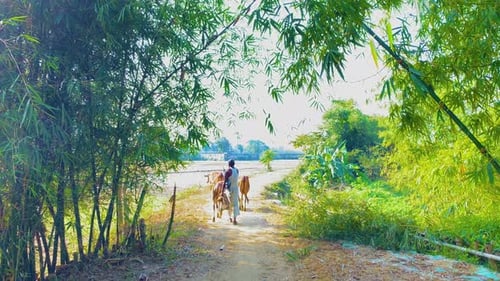 Rural scene in Bangladesh, Sylhet, Farmer with cows, bamboo path, day