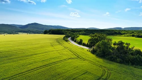 Winding road through fields. A rural road meanders through vibrant green fields surrounded