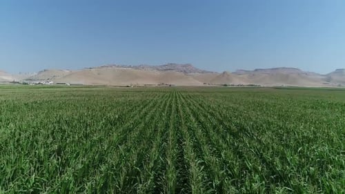 Aerial View of Cornfield in Rural Landscape
