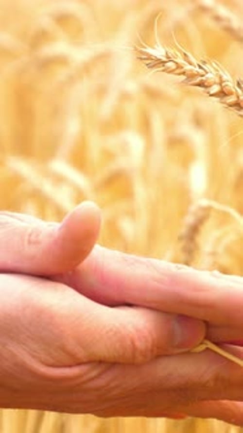 Hands Examining Ripe Wheat Ears in a Golden Field During Harvest Season Showcasing Agricultural