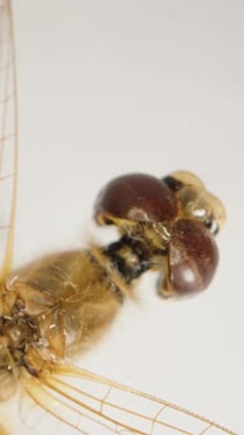 Vertikales Video. Eine braune getrocknete Libelle, die sich auf weißem Hintergrund dreht, Dolly Zoom,
Makro.