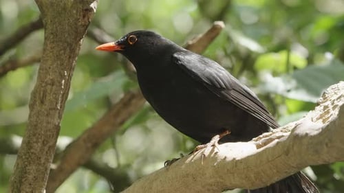 Common Blackbird On Tree Branch At Zealandia Wildlife Refuge In Wellington, New Zealand. closeup sho