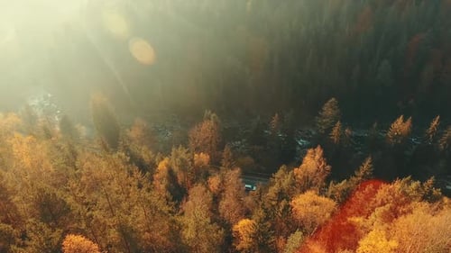 Aerial View of Autumn Forest on Sunny Day