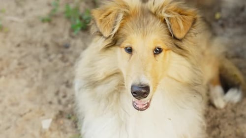 Rough collie dog laying on sandy ground, close up handheld view