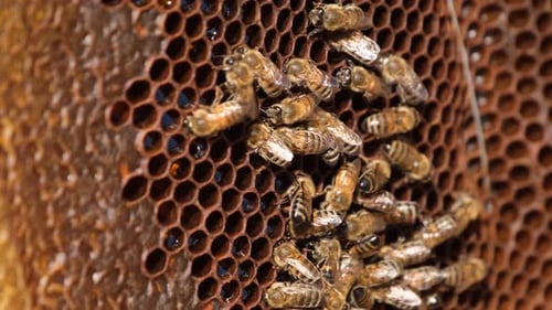 Bees Crawling on Golden Brown Honeycomb Cells