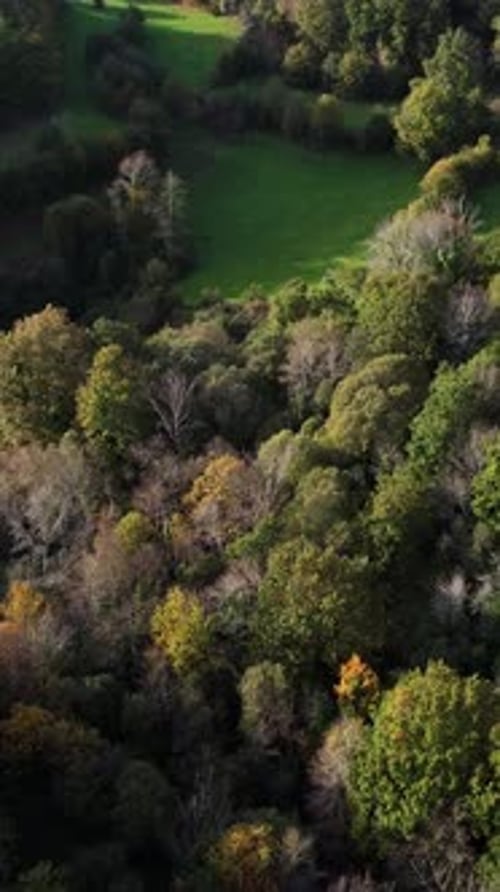 Vertical Video of autumn Forest Aerial View