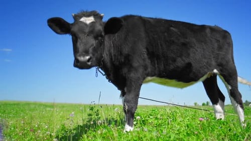 Cow grazing on the green meadow in a sunny day