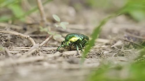 A Green Beetle Belonging to the Scarabeidae Family
