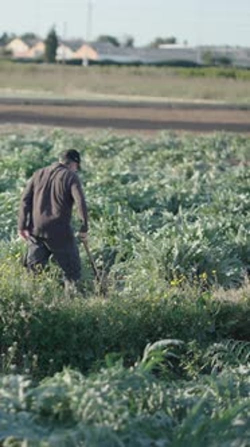 Agricultor espanhol trabalhando na terra usando a enxada na plantação de alcachofra