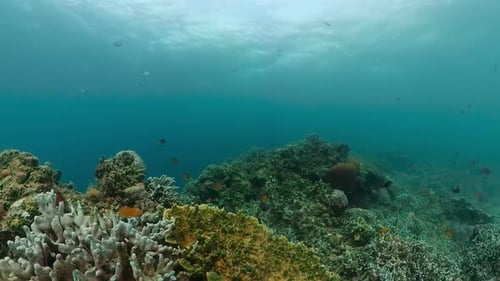 Coral Reef and Colorful Tropical Fish Underwater World