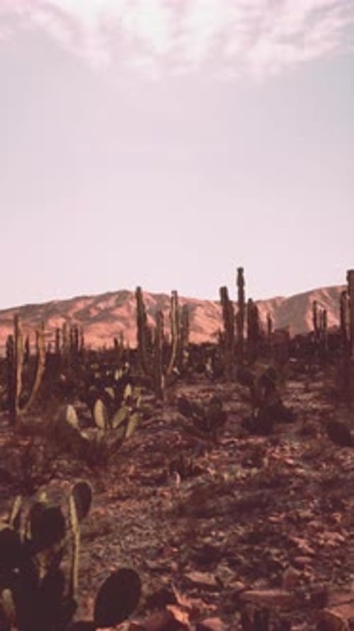 Desert Landscape With Cacti and Mountains