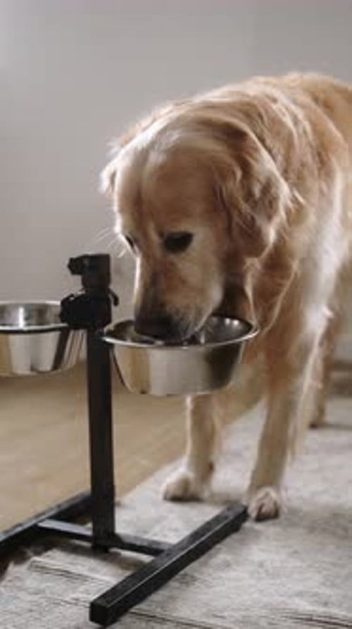 Fluffy Golden Retriever Dog Eating