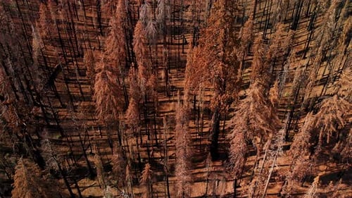 Aerial Shot Flying Above Burned Mountains And Trees After Destructive Wildfire.