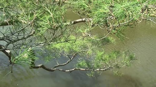 Camera jibs from pine tree branch to weeping cherry tree (Prunus pendula) in front of Japanese style