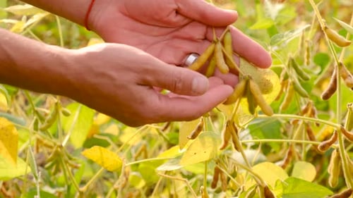 Farmer in Soybean Field Selective Focus