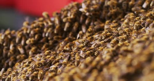 Swarm of Honeybees in Close Up View