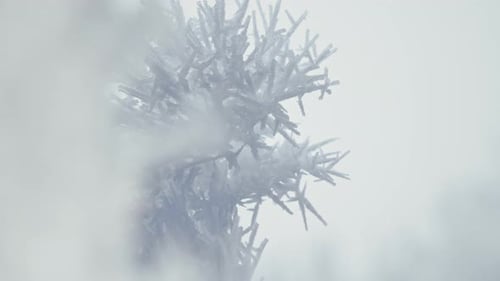 Branch Covered By Hoarfrost First Snow Icy Crystals