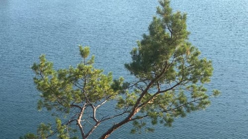 Pine Tree On The Background Of The Sea