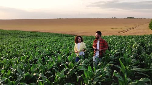 Rural non urban scene. Man and woman are walking on the corn agricultural field.