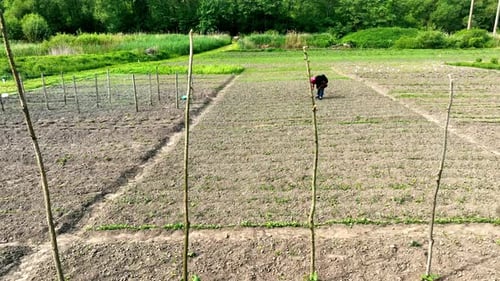 A Woman Farmer Cultivates a Small Piece of Vegetable Garden Cultivation of Agricultural Crops on