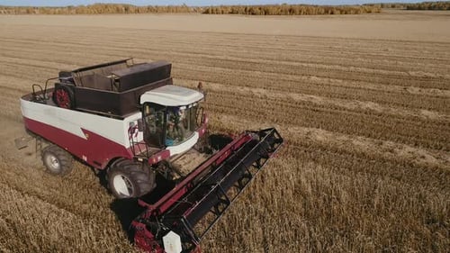 Harvest Natural Working at Dry Area. Good Fresh Spikes After Growing Crops