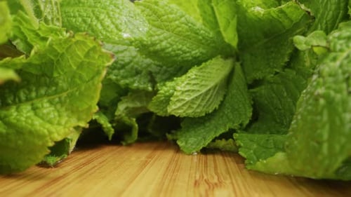 Green Mint Sondenlinse, Makro-Nahaufnahme, grüne Blätter frischer, duftender Minze mit Wassertropfen, Nahaufnahme