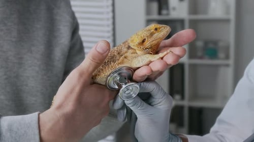 Veterinarian Examines Lizard With Stethoscope in Office