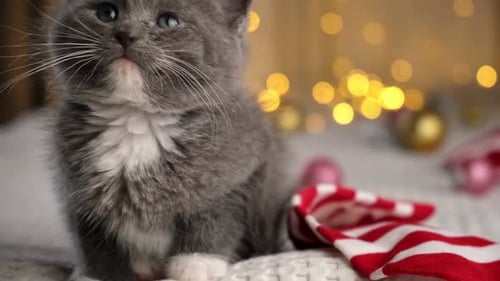 Adorable Kitten Sitting with Christmas Ornament Background