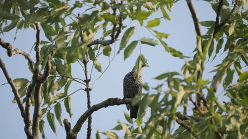 Common starling sit on branch and look around.