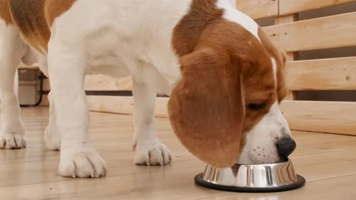 Dog Eating Food from Bowl Indoors