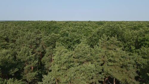 Aerial video of an expansive forest canopy featuring lush green trees under a clear blue sky. The de