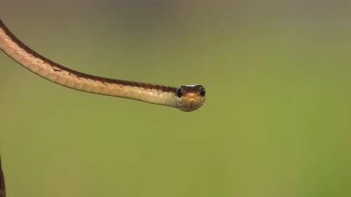 Gewöhnliche Bronzeback-Baumschlange im Wind.