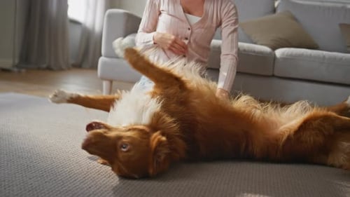 Playful Dog Lying Carpet Playing with Loving Woman Close Up Pet Having Fun Home