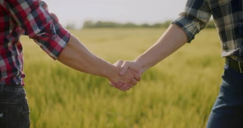 Farmer Examining Crops In Agriculture Field Wheat Before Harvesting