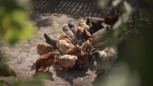 Chickens and Rooster Pecking Food on a Farm