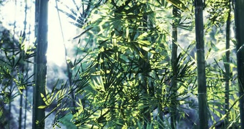 Green Bamboo Leaves Reflecting Sunlight in a Serene Forest Atmosphere