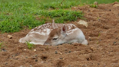 Cute Fawn Resting Peacefully in Grassy Nature