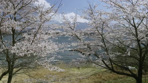 Incredible locked off scenery at Lake Kawaguchiko in spring with Mt. Fuji in distance and Sakura