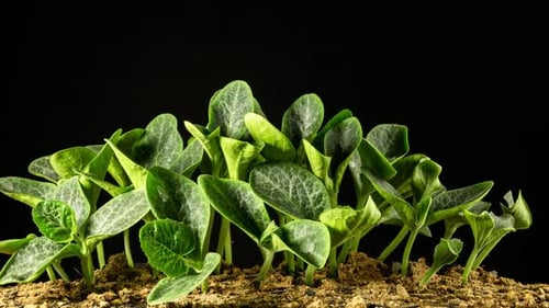 Time Lapse of Green Plant Seedlings Growing in Soil