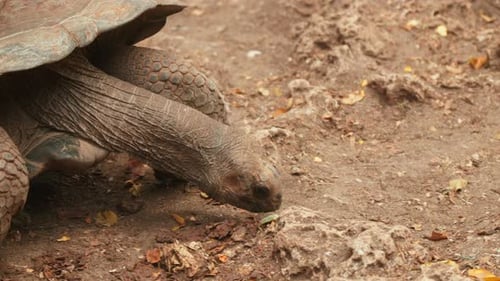 Close-up of a serene giant tortoise on the ground.