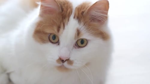 Close-up of the muzzle of a fluffy white-red cat