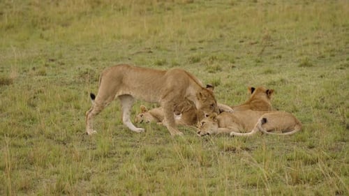 A Smooth Shot Of A Lioness Joining Other Lionesses That Lay In Their Pride