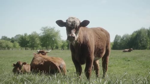 Cows Grazing Peacefully in Green Pasture