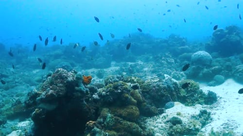 Slow motion of a impressive seascape with coral reef on the ocean bottom full of fishes. Deep blue b