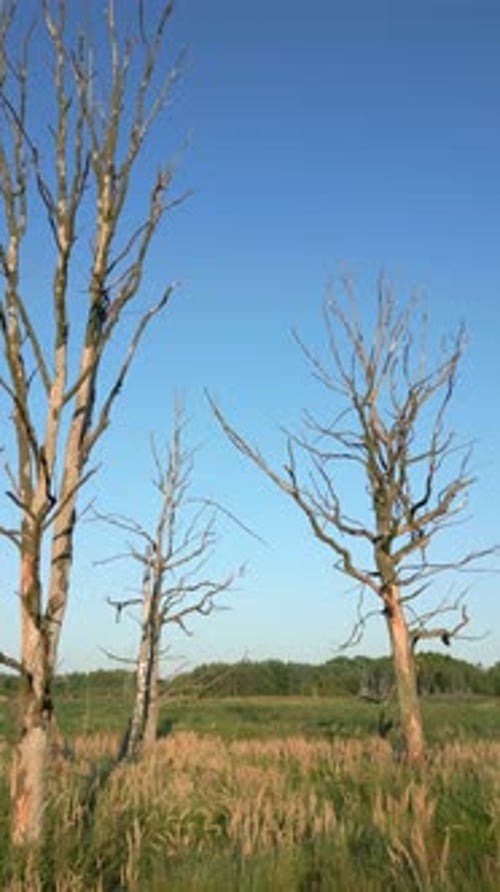 Trockene Bäume im Wildnisgebiet