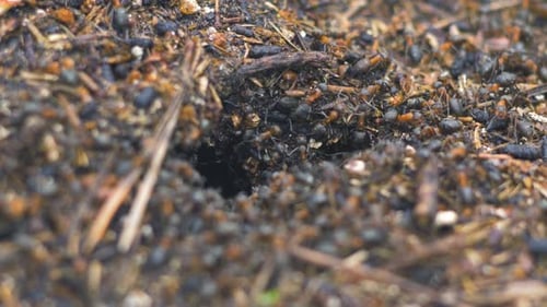 Macro View Of Worker Ants Entering A Forest Mound Opening
